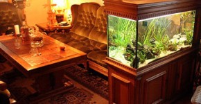 Cá cảnh mang lại may mắn cho gia chủ.