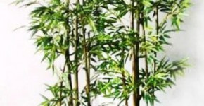 Tre xanh là loại cây đem đến sự tốt lành về sự nghiệp và may mắn tiền tài.