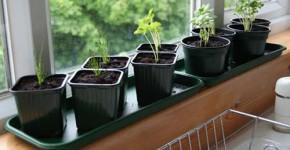 Gương và các loại thảo mộc mang đến nguồn năng lượng sung túc cho ngôi nhà của bạn.