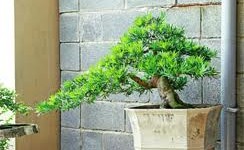 Trồng cây xanh để tránh mọi bệnh tật