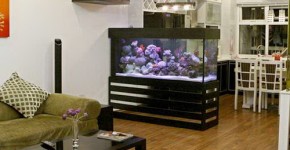 Đặt bể cá cảnh rước tài lộc vào nhà